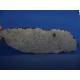 Muonionalusta meteorite slab 326g